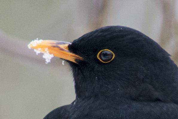 100% crop